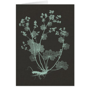 Étude de la nature de la menthe et du charbon de b