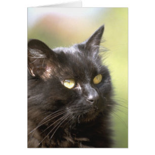 Étude de tête de chat noir