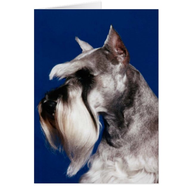 Étude de tête de Schnauzer miniature (Devant)