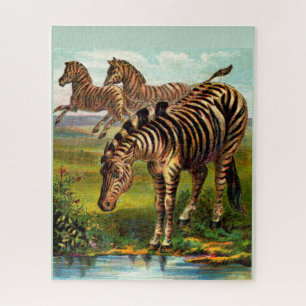 etwa 1900 Zebras-Druck