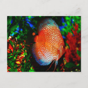 Etwas Fishy Postkarte