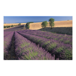 EU, Frankreich, Provence, Lavendel 2 Fotodruck