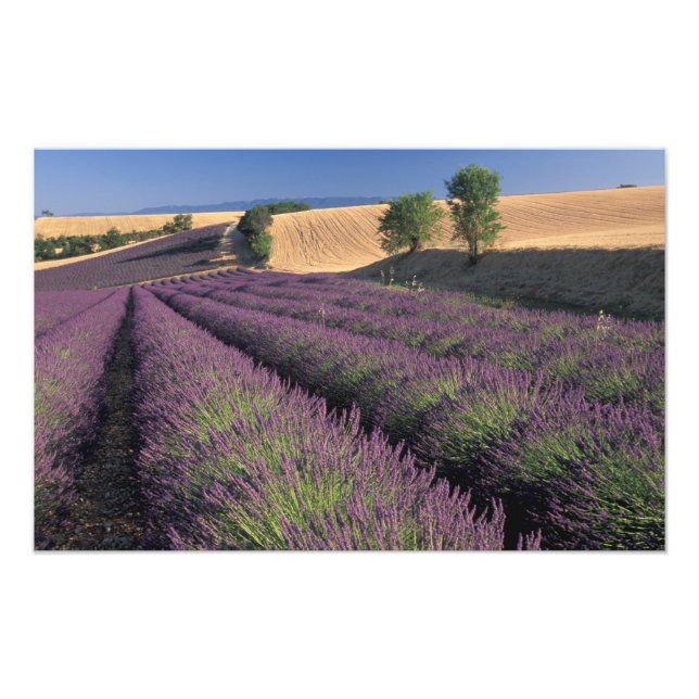 EU, Frankreich, Provence, Lavendel 2 Fotodruck (Vorne)