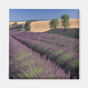 EU, Frankreich, Provence, Lavendel Felder 3 Magnet