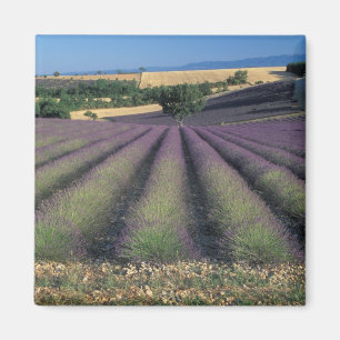 EU, Frankreich, Provence, Lavendelfelder 2 Magnet