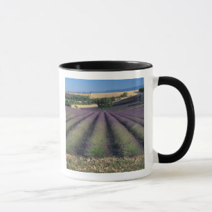 EU, Frankreich, Provence, Lavendelfelder 2 Tasse