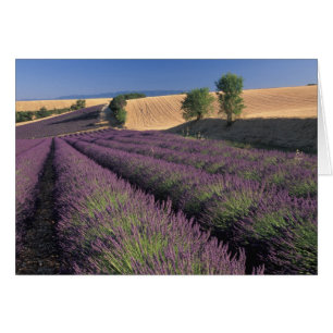 EU, Frankreich, Provence, Lavendelfelder 3