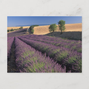 EU, Frankreich, Provence, Lavendelfelder 3 Postkarte