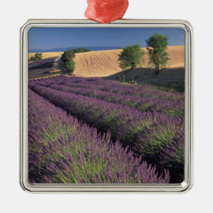 EU, Frankreich, Provence, Lavendelfelder 3 Silbernes Ornament