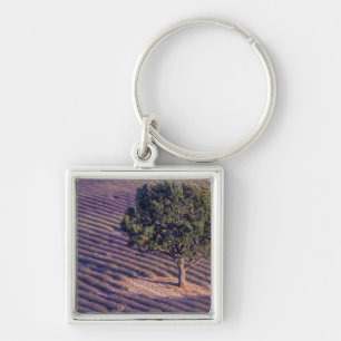 EU, Frankreich, Provence, Lavendelfelder Schlüsselanhänger