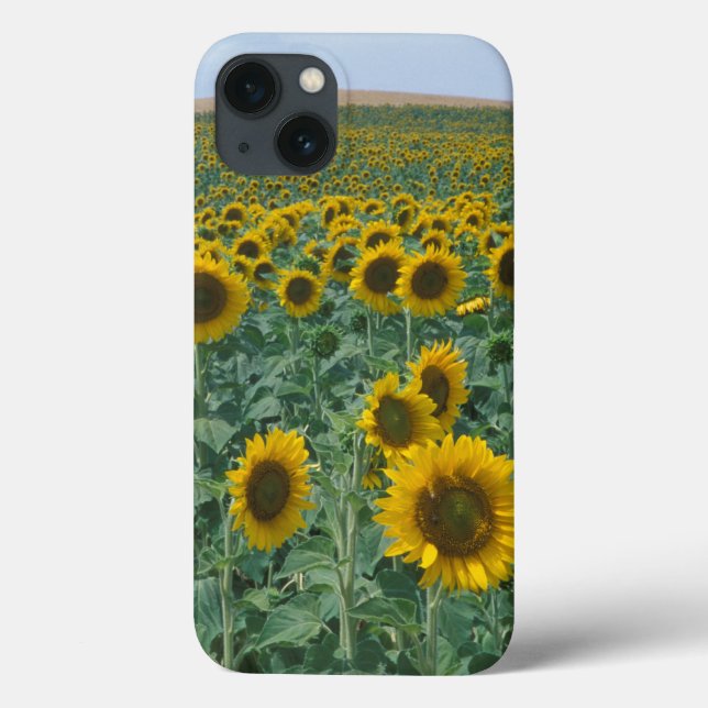 EU, Frankreich, Provence, Sonnenblumenfeld Case-Mate iPhone Hülle (Rückseite)