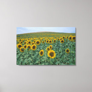 EU, Frankreich, Provence, Sonnenblumenfeld Leinwanddruck