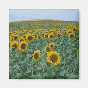 EU, Frankreich, Provence, Sonnenblumenfeld Magnet