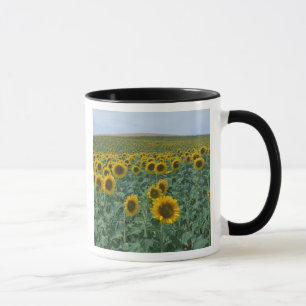 EU, Frankreich, Provence, Sonnenblumenfeld Tasse