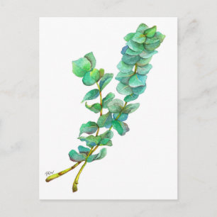 Eucalyptus 01 postkarte