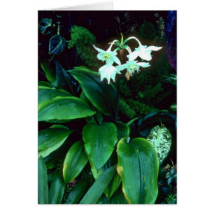 Eucharis Grandiflora (Amazonas) rosa Blumen