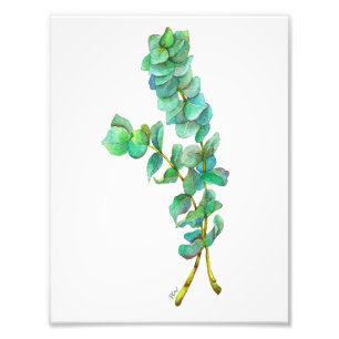 Eukalyptus 01 fotodruck
