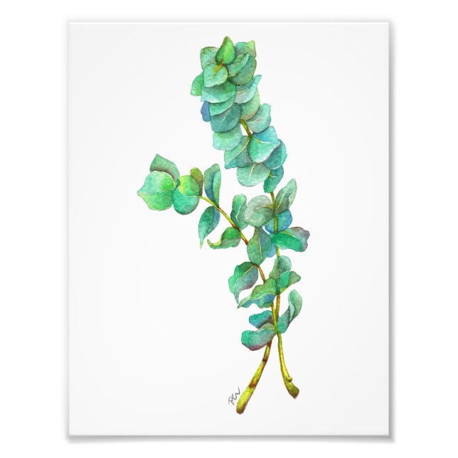 Eukalyptus 01 fotodruck (Vorne)