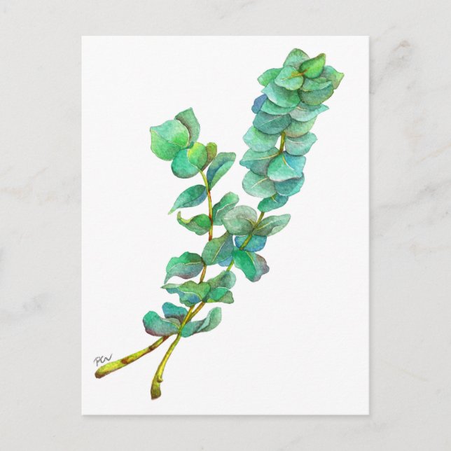 Eukalyptus 01 postkarte (Vorderseite)
