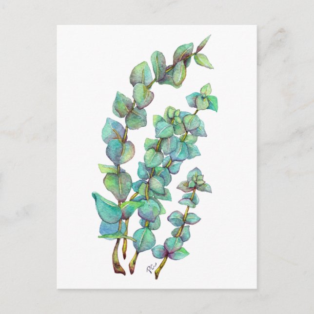 Eukalyptus 02 postkarte (Vorderseite)