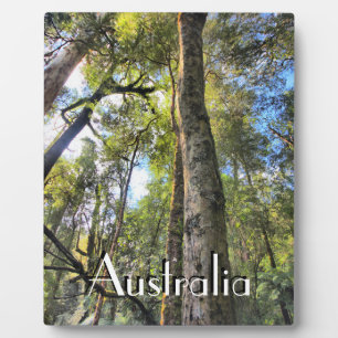 Eukalyptus Gum Trees Fotoplatte