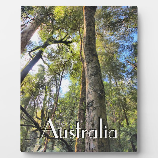 Eukalyptus Gum Trees Fotoplatte (Vorderseite)