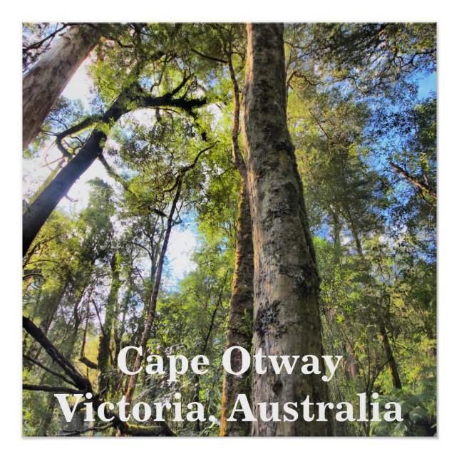 Eukalyptus Gum Trees Poster (Vorderseite)