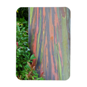 Eukalyptus-Regenbogen Magnet