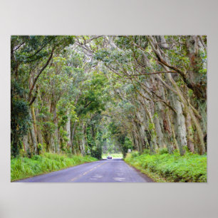Eukalyptusbaum-Tunnel, Kauai, Hawaii Poster