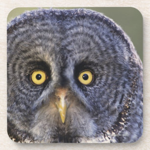 Eule 3 getränkeuntersetzer