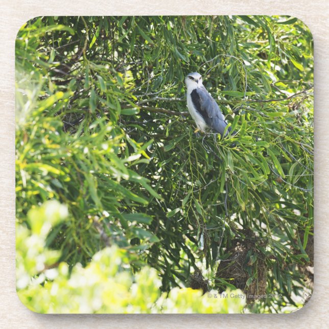 Eule, die auf einem Baum hockt Getränkeuntersetzer (Vorderseite)