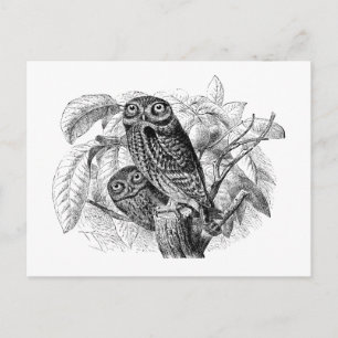 Eule Eulen Baum Vintage Holzschnitt Postkarte