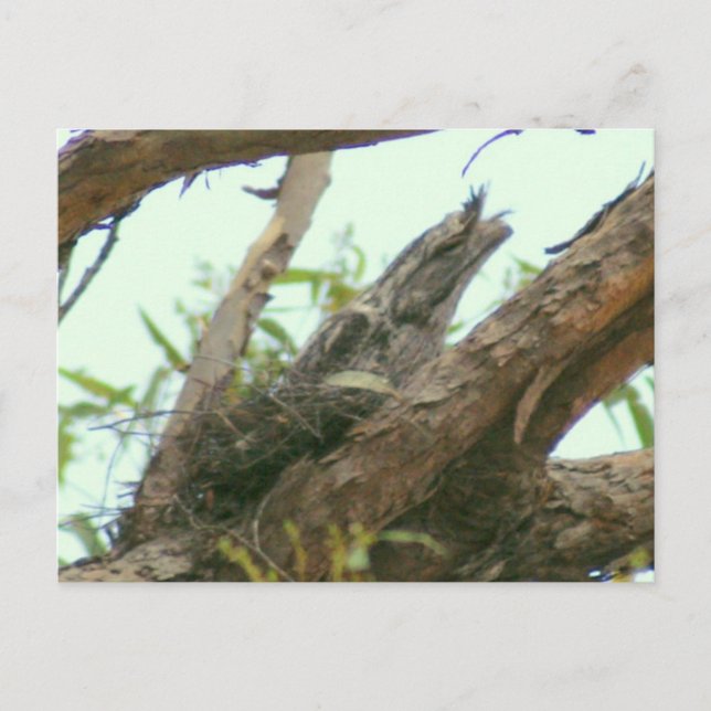 Eule frogmouth postkarte (Vorderseite)