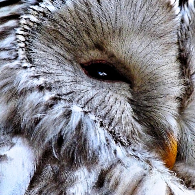 EULE GOLFHANDTUCH (A beautiful owl just keeping an eye on things. )