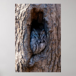 Eule im Baum Poster