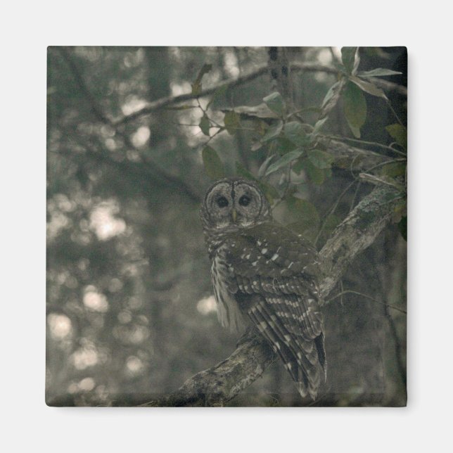 Eule im Wald Magnet (Vorne)