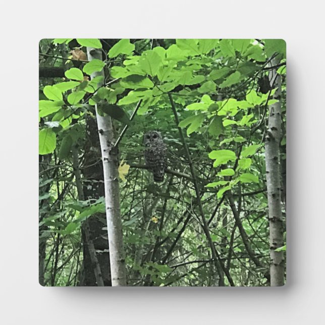 Eule in den Bäumen, Oregon Fotoplatte (Vorderseite)