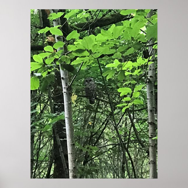 Eule in den Bäumen, Oregon Poster (Vorne)