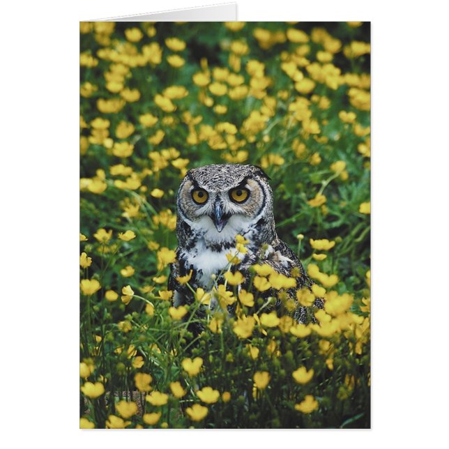 Eule in den Butterblumeen (Vorne)