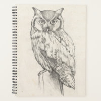 Eule-Portrait - Skizze
