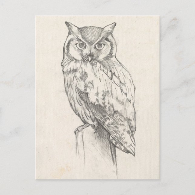 Eule-Portrait - Skizze Postkarte (Vorderseite)