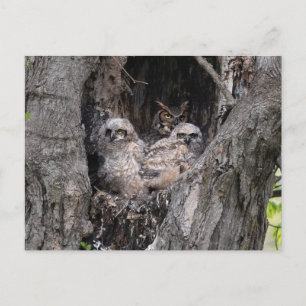 Eule und Kuchen Postkarte