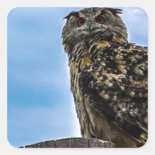 Eule Vogel Federn Tier Natur Schicksal Frieden Lie Quadratischer Aufkleber