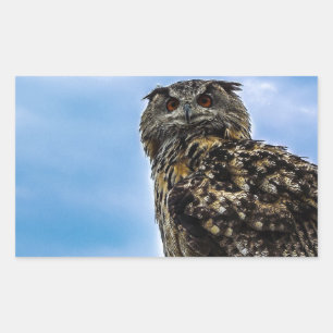 Eule Vogel Federn Tier Natur Schicksal Frieden Lie Rechteckiger Aufkleber