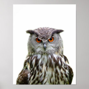 Eule wildes Waldtier Foto Versteckspiel Kinderzimm Poster