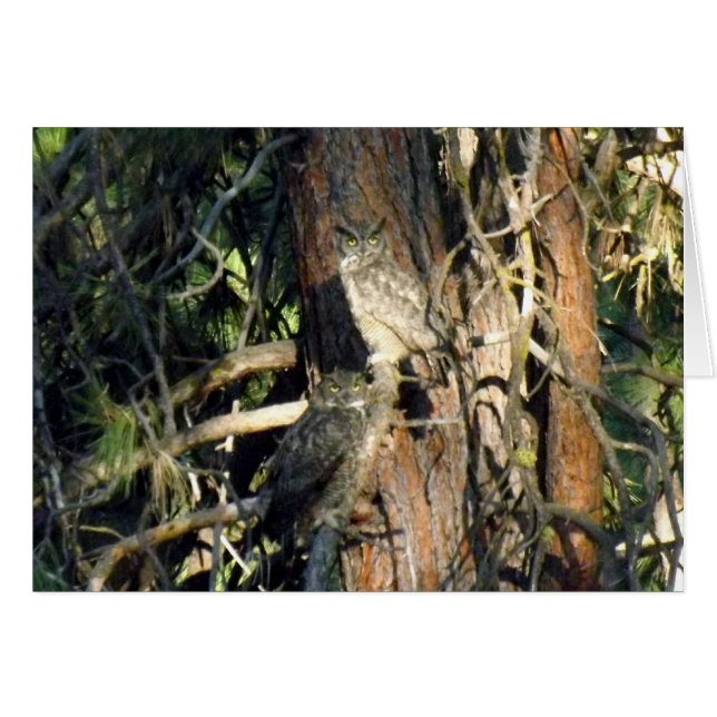 Eulen (Vorderseite (Horizontal))