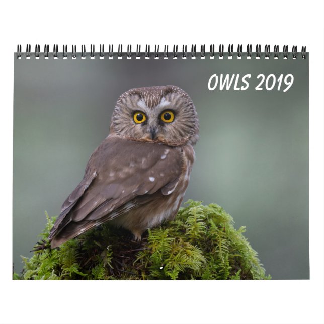 Eulen 2019 kalender (Titelbild)