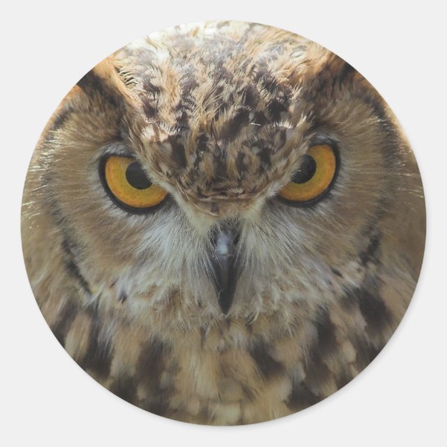 Eulen-Foto-Aufkleber Runder Aufkleber (Vorderseite)