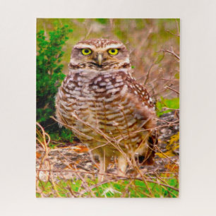 Eulen - Greifvögel.