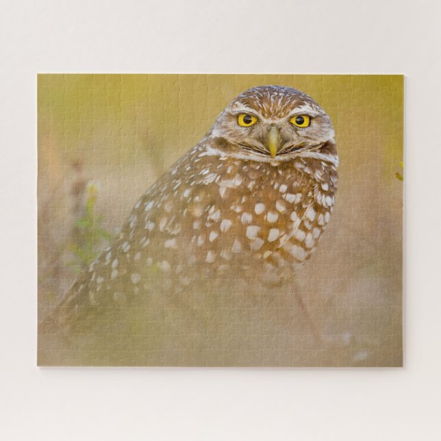 Eulen - Greifvögel. Puzzle (Horizontal)